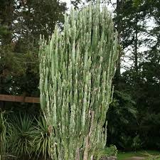 Image result for Stipularia africana