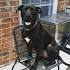 Great Dane Pitbull Mix Breed - Discover the Pitbull Dane Dog