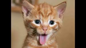 قطط مضحكة اجمل صور للقطط كيوت