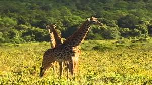 Image result for utalii  ndani ya africa