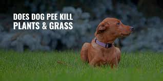 We did not find results for: Does Dog Pee Kill Plants Grass Yes It Does Here Is Why