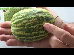 Image result for Cucumis melo