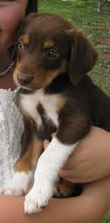 Australian Shepherd Lab Mix Black And White Chocolate Lab Australian Shepard Mix Google Search Cute Animals Cute Dogs Dogs