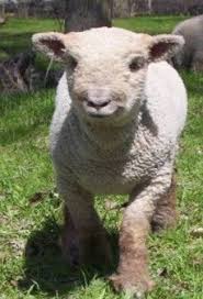 Mn Organic Sheep Feed Babydoll Sheep Sheep Sheep Farm