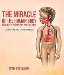 Good to refer back to and understanding origin, movement and position of muscles. The Miracle Of The Human Body Anatomy Physiology For Children Children S Anatomy Physiology Books Ebook By Baby Professor 9781541900875 Rakuten Kobo United States