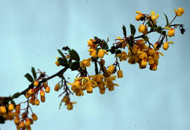 Image result for Berberis darwinii
