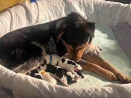 9 out! We are all exhausted…. Will post more tomorrow! Momma and babies  doing well.
