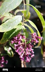 Image result for Cestrum × cultum