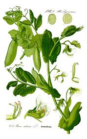 Image result for Pisum sativum