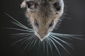 Many of their names or catchphrases relate to cheese, a stereotypically favorite food of mice. A Mouse S View Of The World Seen Through Its Whiskers Berkeley News