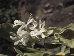 Image result for Barleria albostellata