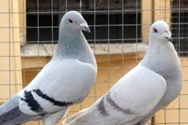 Pigeon racing in tulsa, oklahoma : Building Consistency Pretzel Breeding Part 3 Of 6 Winning Pigeon Racing And Racing Pigeons Strategies Pigeon Insider