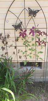 Check spelling or type a new query. Clematis Forum Clematis Wilt Garden Org