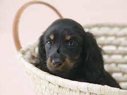 Black And Tan Chiweenie Long Hair Dachshund Pup Long Haired Black Tan Baby Dogs Baby Dachshund Dachshund Puppies