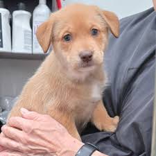 All Grown Up in Rescue 💔 Dot has spent her whole life in rescue. Born