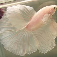 C L O Betta Fish Betta Animals Beautiful