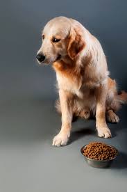It may be due to a medical or behavioral reason. How Long Can A Dog Go Without Food When To Worry