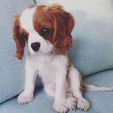 The Puppy Town On Instagram Oh Come On Not Fair Cute Overload Winnithepooch Cavalier King Charles Dog Cavalier King Charles King Charles Spaniel