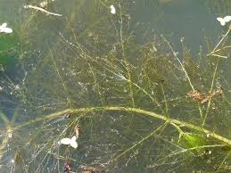 Image result for Utricularia stellaris