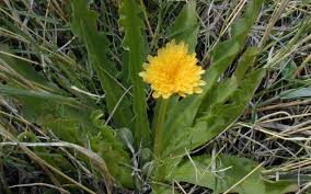 Image result for Taraxacum