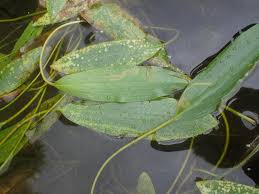 Image result for Potamogeton nodosus