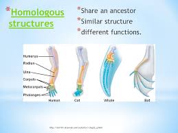 Check spelling or type a new query. Homologous Analogous Structures Ppt Video Online Download