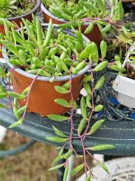 Image result for Rotala capensis