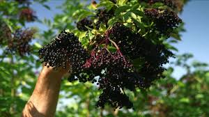 Diese geschichte passierte münchhausen, als er nach england reiste. Holunder Erntezeit Fur Reife Holunderbeeren Unser Land Br Fernsehen Youtube