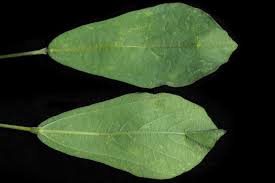 Image result for Neorautanenia mitis