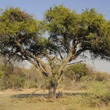 Image result for Acacia erioloba
