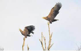 Veel kans om mooie foto's van deze imposante vogel te maken kregen we gistermiddag niet, hij gaf ons al snel het nakijken. Imponerende Biografie Van De Vliegende Deur