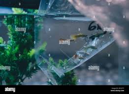 نتیجه جستجوی لغت [acclimatized] در گوگل