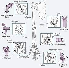Types Of Synovial Joints Medical Anatomy Joints Anatomy Anatomy