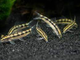 Epingle Sur Loaches