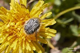 Image result for Tropinota hirta