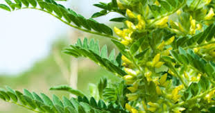 Image result for Astragalus