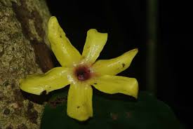 Image result for isolona lebrunii