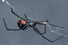 Dogs and cats bitten by black widow spiders may show clinical signs of severe muscle pain, cramping, walking drunk, tremors, paralysis, blood pressure changes, drooling, vomiting, diarrhea, and death. Black Widow Spider Bites In Dogs
