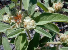 Image result for Croton kilwae