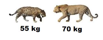 We did not find results for: Leopard V Mexican Jaguar Page 1 Carnivora