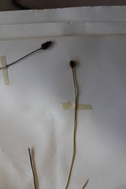 Image result for Xyris anceps