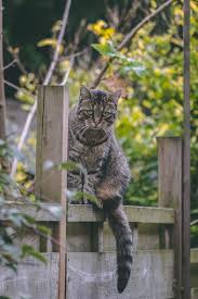 Er zählt wohl zu einer der unangenehmsten gerüche, die eine daher gilt: 1001 Ideen Und Hilfreiche Tipps Wie Sie Die Katzen Vertreiben
