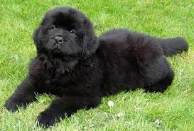 Newfoundland Elityavru Com