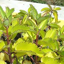 Image result for Kalanchoe glaucescens