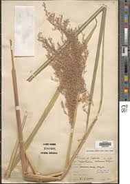 Image result for Miscanthus violaceus