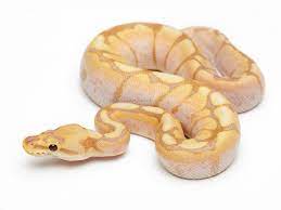 Coral Glow Spider Morph Ball Python Ball Python Ball Python Morphs Cute Reptiles