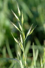 Image result for Bromus leptoclados