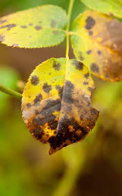 Rose rust attacks all plant parts except the roots and petals. How To Get Rid Of Rose Black Spot Kings Plant Doctor