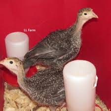 Broad breasted bronze turkeys are the most popular breed of. Broad Breasted Bronze Turkeys Part 1 Getting Started Community Chickens