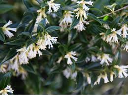 Mais, d'où vient ce nom de seringat ? 10 Arbustes Parfumes A Planter Au Jardin